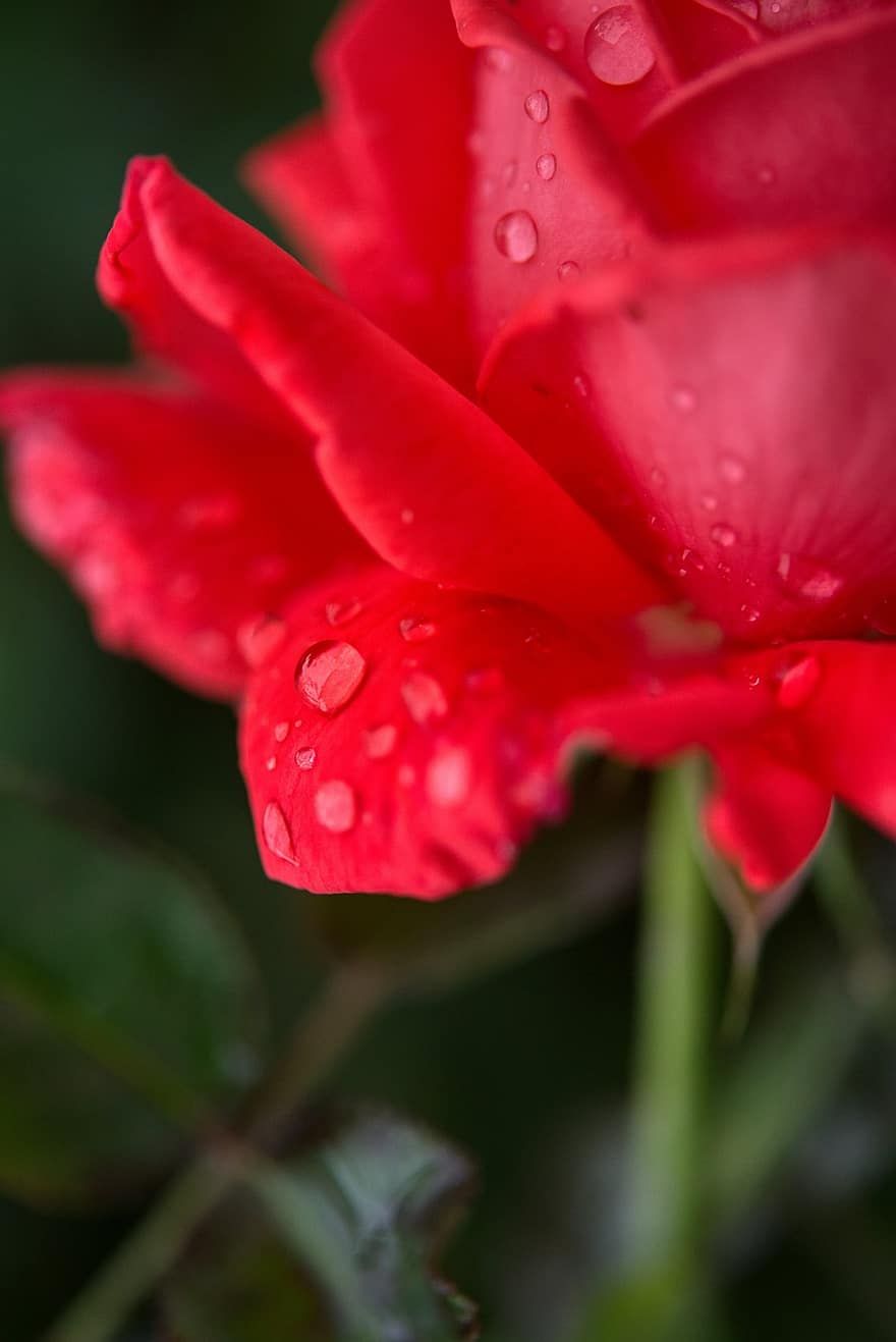 ローズ、赤、花、綺麗な、水滴、逃げる、濡れている、雨、バラの葉
