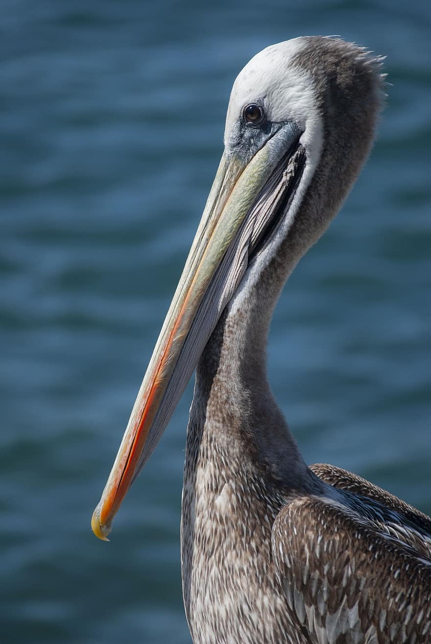 Pelikan, Vögel, Gefieder, Meer