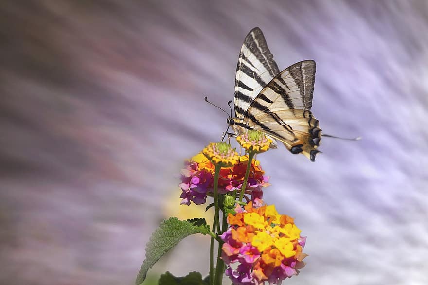 knap swallowtail, sommerfugl, blomster, iphiclides podalirius, lepidoptera, insekt, bestøvning, dyr, dyr verden, have, natur