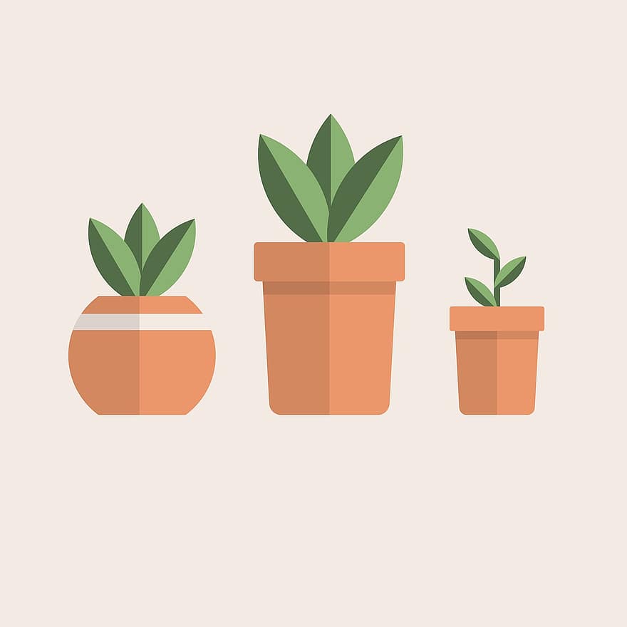 Pflanze, Botanik, Wachstum, Zimmerpflanze, Zeichnung