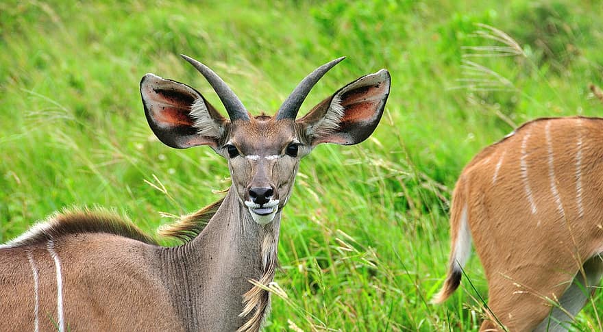 antilope, horn, dyr, portræt, vild, vildt dyr, dyreliv, dyreliv fotografering, dyr verden, Afrika, Sydafrika