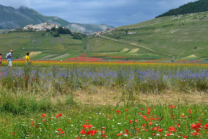 những bông hoa, cánh đồng, nông thôn, cây, hoa anh túc, hoa, làng, phong cảnh, núi, Thiên nhiên, castelluccio