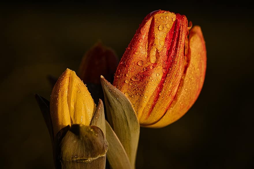 květ, tulipán, jaro, Příroda, makro, kapky, předzvěst jara, botanika, rostlina, okvětní lístky, detail