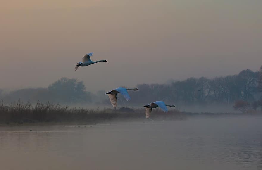 Swans, Birds, Flying, Flight, White Birds, Feathers, Fly, Wildlife, Pond, Lake