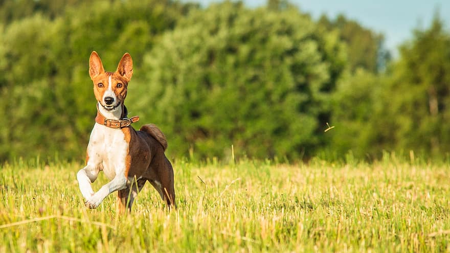 basenji, hund, löpning, fält, utomhus, aktiva, djur-, rörlighet, atletisk, hund-, konkurrens