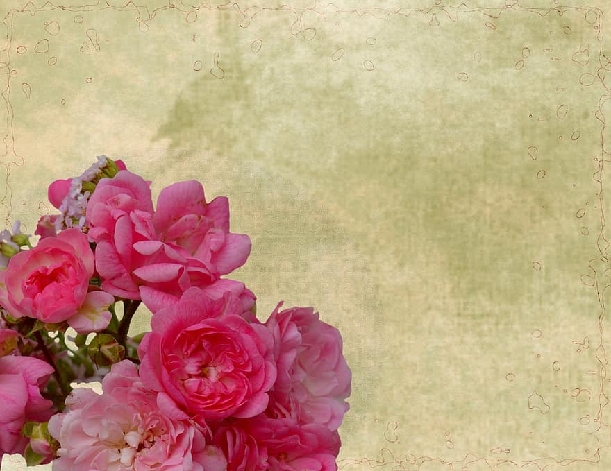 brevpapper, bakgrund, gratulationskort, blommor, reste sig, Karta, romantisk, blommig, rosa