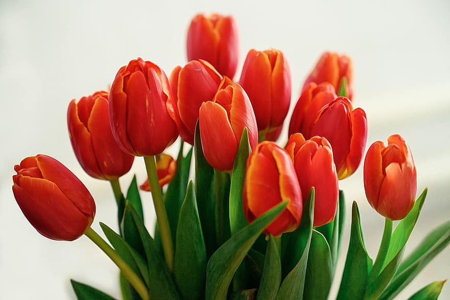 tulipaner, blomster, buket, forår, røde tulipaner, røde blomster, plante, flok