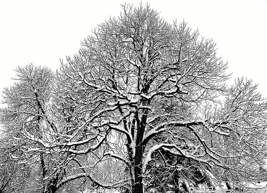 drzewa, gałęzie, śnieg, lód, mróz, las, zimowy, zimno, śnieżny, drzewo