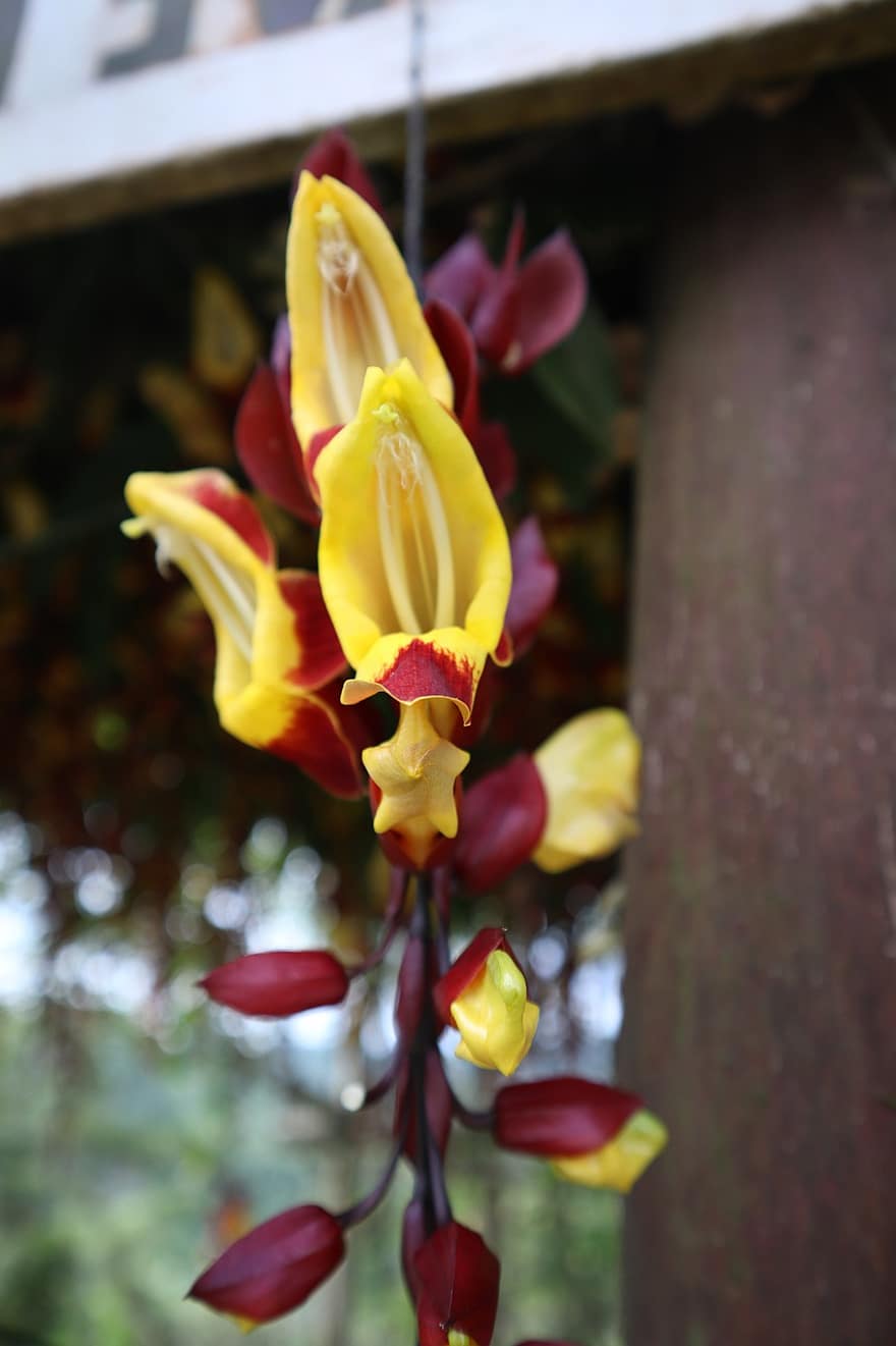 crepidio, Flores amarillas, naturaleza