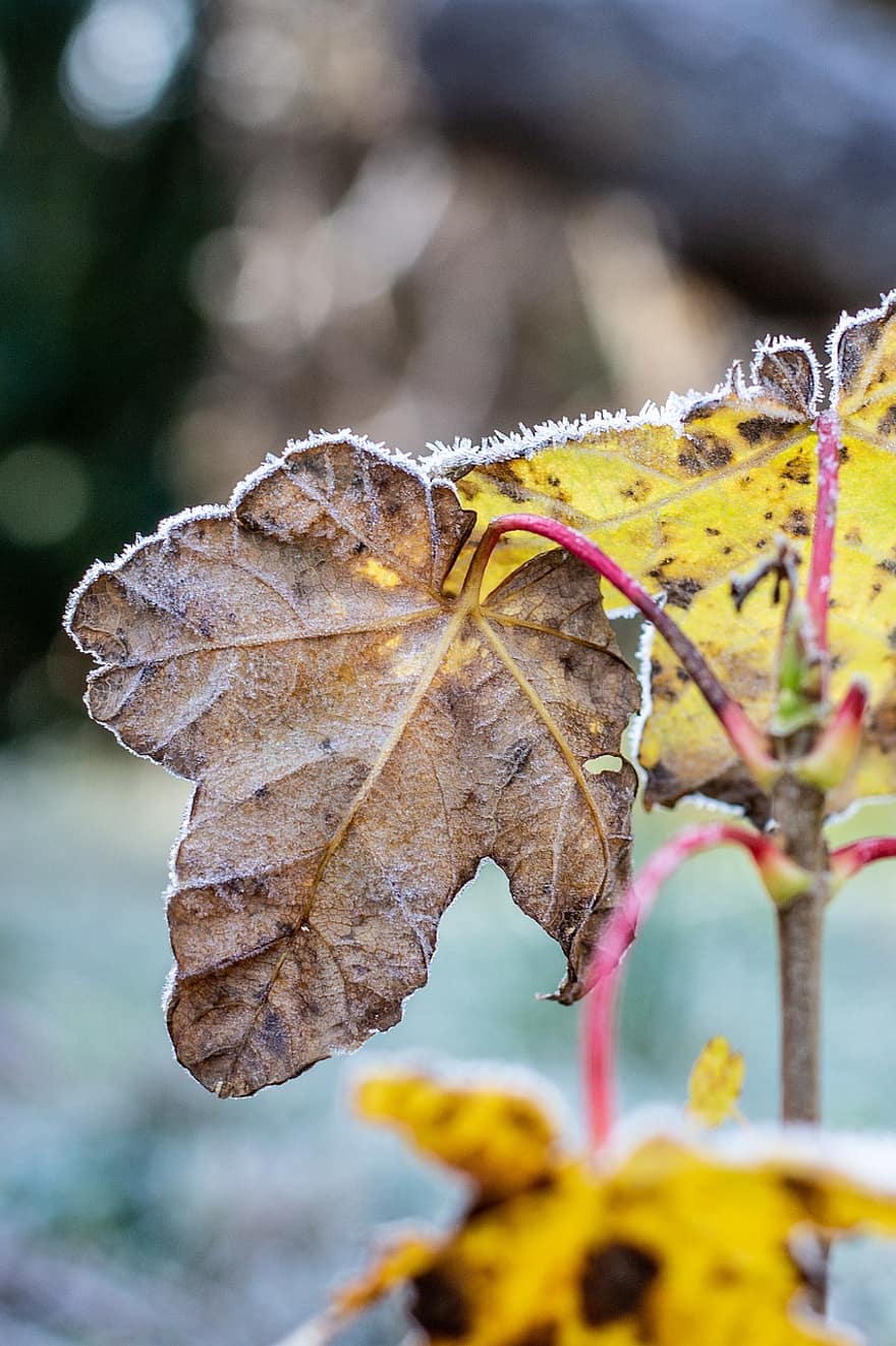 Blätter, Pflanze, Frost, Morgen, Raureif, kalt, gefroren, Eis, Laub, Spätherbst, Beginn des Winters