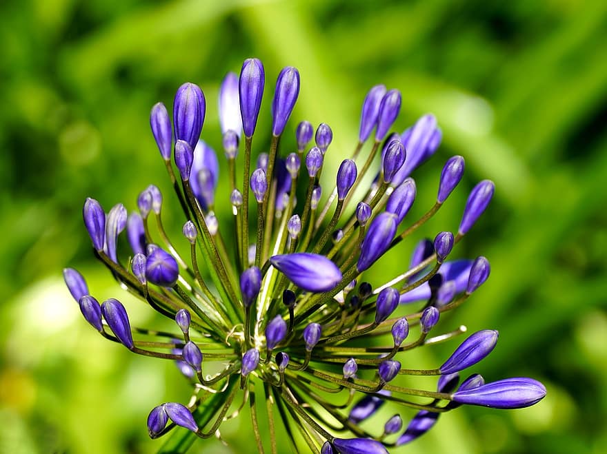floare, Agapanthus, inflori, a inflori, natură, albastru