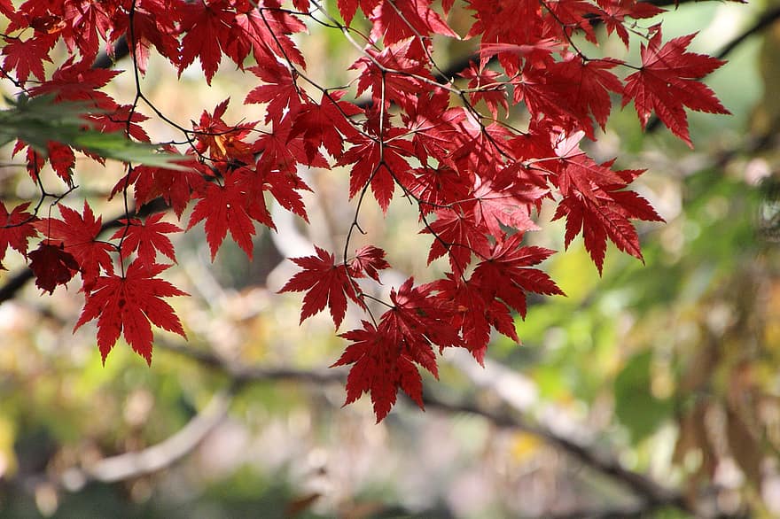 tafereel, herfst, esdoorn blad, esdoorn bladeren, tak, fabriek, natuur, Changgyeonggung, Changgyeonggung-paleis, seoel