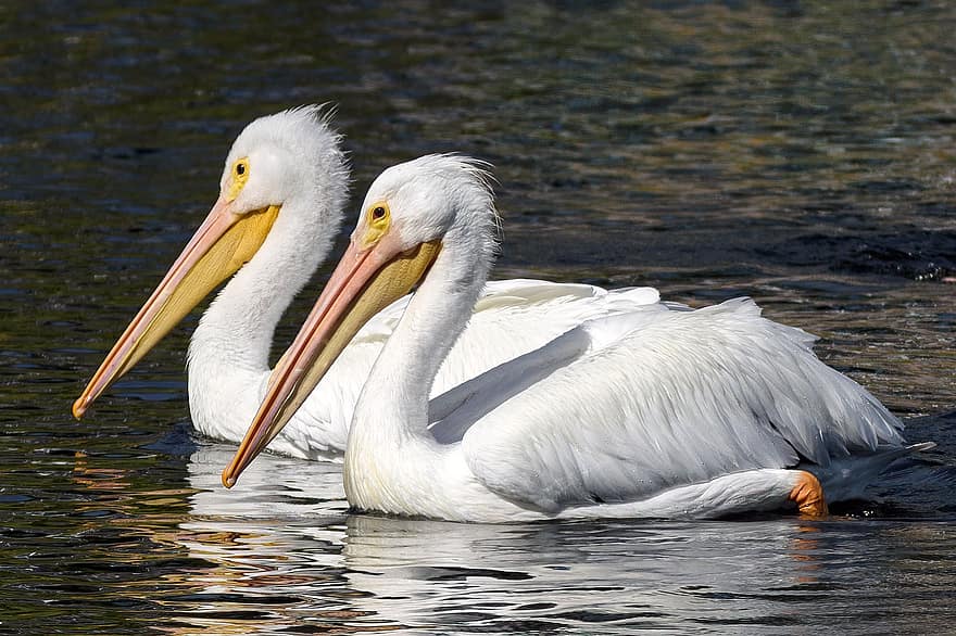 pelikaner, fåglar, sjö, vita pelikaner, vattenfåglar, djur, vilda djur och växter, näbb, fjädrar, fjäderdräkt, simma