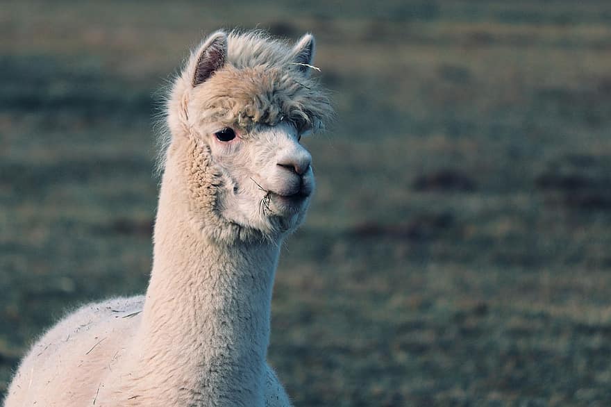 llama, alpaka, hewan, mamalia, Kepala Llama, telinga llama, dunia Hewan, bulu, fotografi binatang, margasatwa, binatang buas