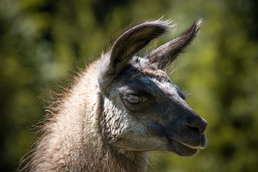 lama, Tête de lama, animal, mammifère, fermer, portrait, les yeux, oreilles, visage, photographie animalière