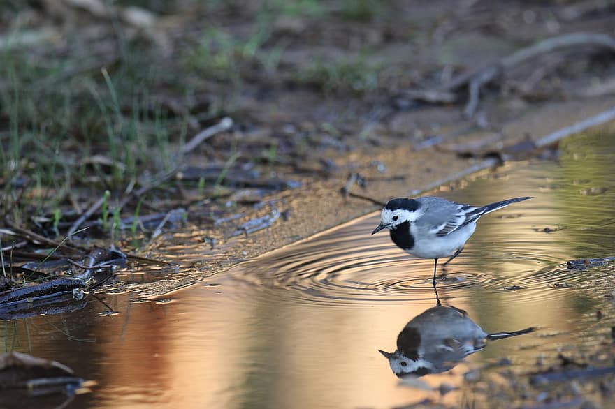 Puddle, Bird, Wagtail, animals in the wild, water, beak, feather, pond, close-up, bird watching, blue