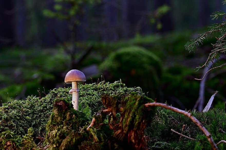 mushroom, small mushroom, forest, nature, outdoors, close-up, plant, green color, fungus, autumn, season