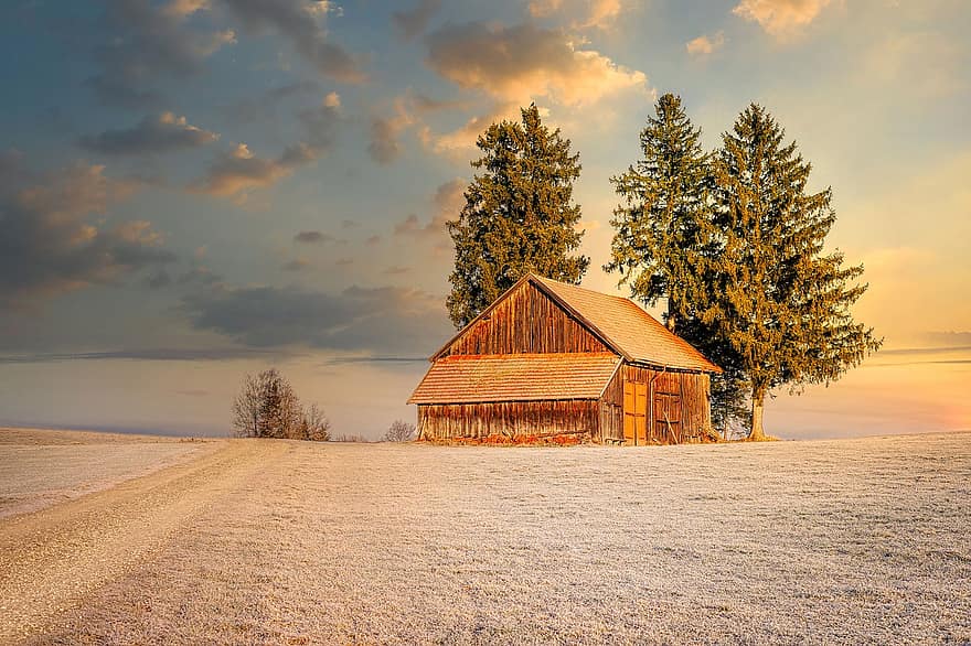 zimowy, stodoła, wschód słońca, śnieg, drzewa, jodły
