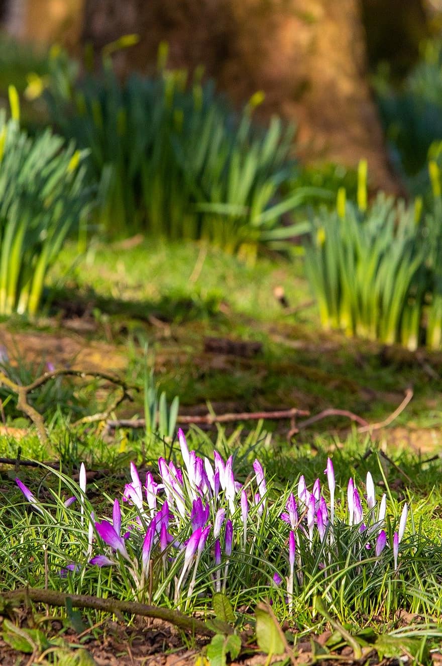 フラワーズ、春、咲く、フローラ、パーク、自然、水仙、クロッカス、シーズン、ウェールズ、屋外