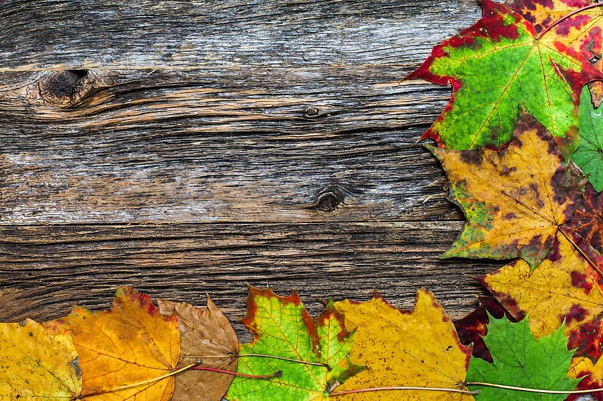 Leaves, Maple, Border, Fall, Autumn, Autumn Colors, Backdrop, Background, Colorful, Copy Space, Foliage