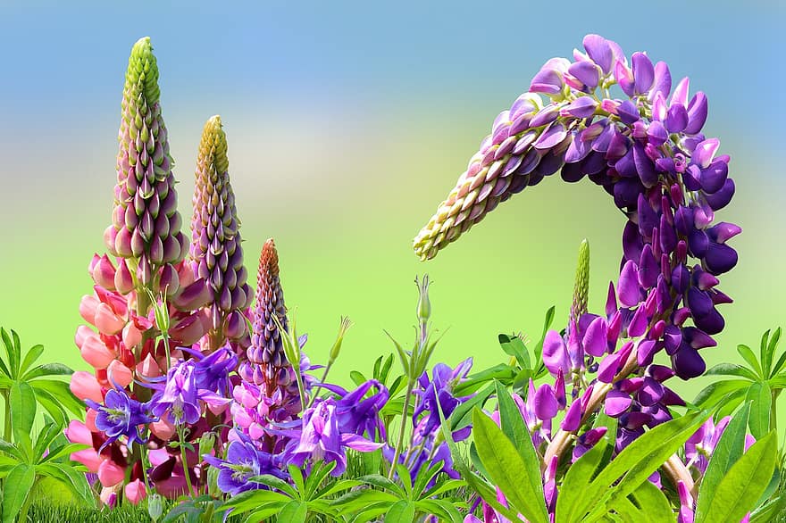 fleur, lupins, Prairie, jardin, été, les fleurs, printemps, plante, couleur verte, fermer, violet