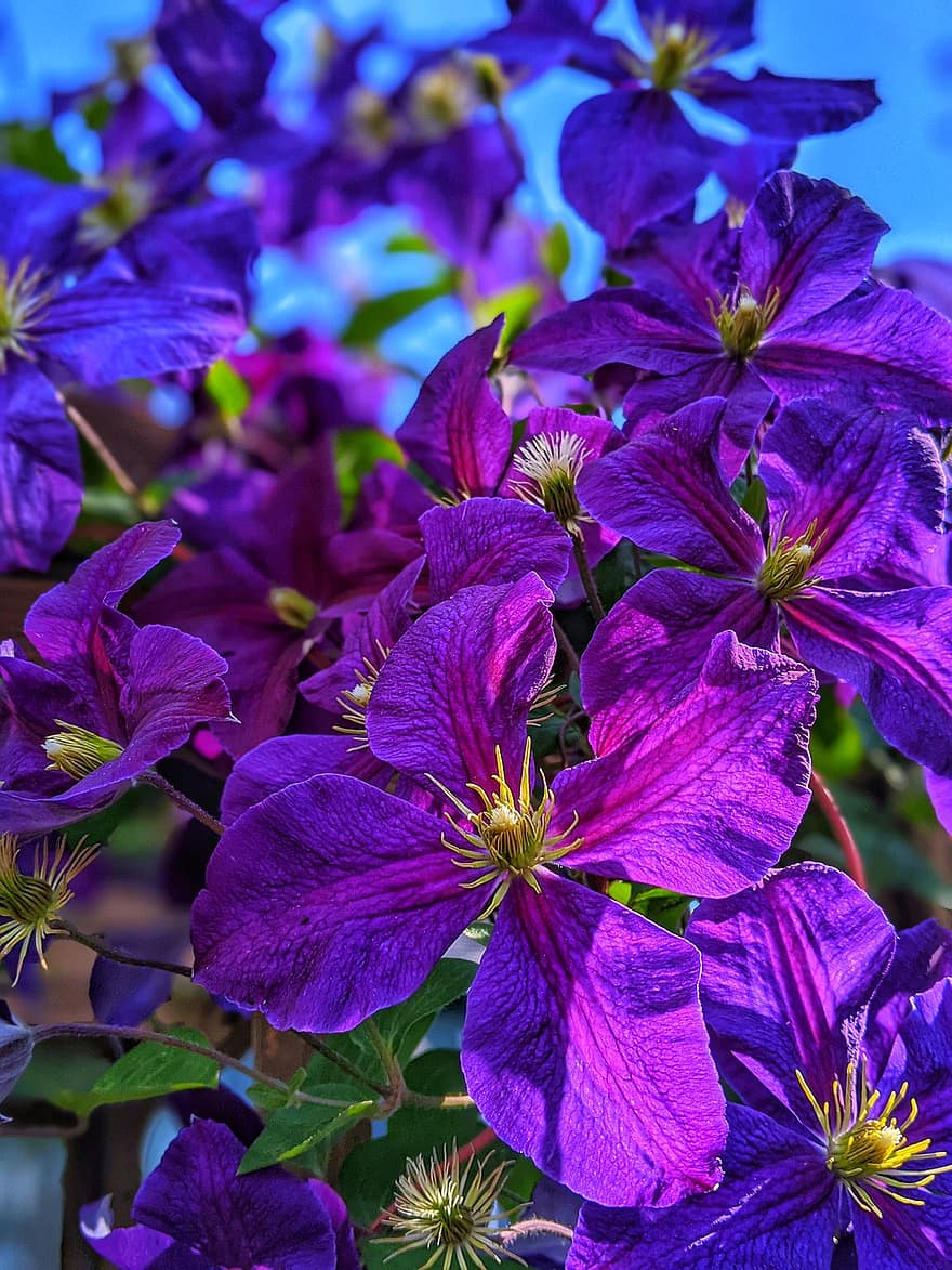 Flowers, Clematis, Bloom, Blossom, Nature, Botany, Petals