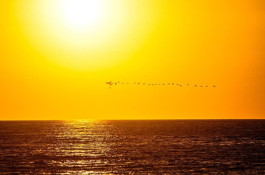 zachód słońca, ocean, morze, ptaki, jasny, słońce, latający, światło słoneczne, zmierzch, woda, wschód słońca