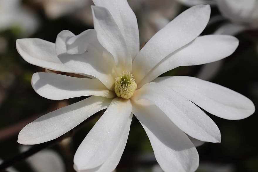 bintang magnolia, bunga-bunga, menanam, bunga putih, magnolia, kelopak, berkembang, mekar, flora, alam