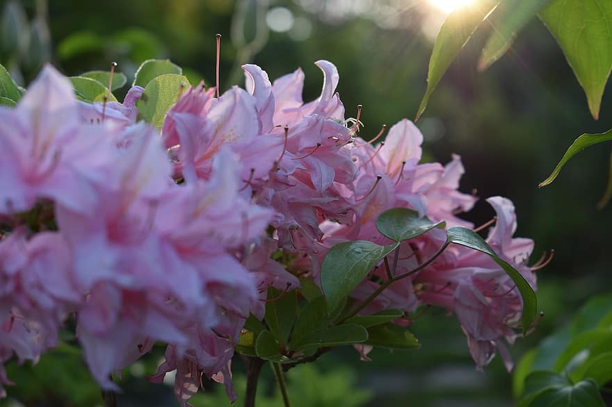 rhododendron, blommor, rosa blommor, Rosa Rhodendron, natur, rosa kronblad, kronblad, växter, blomma, flora