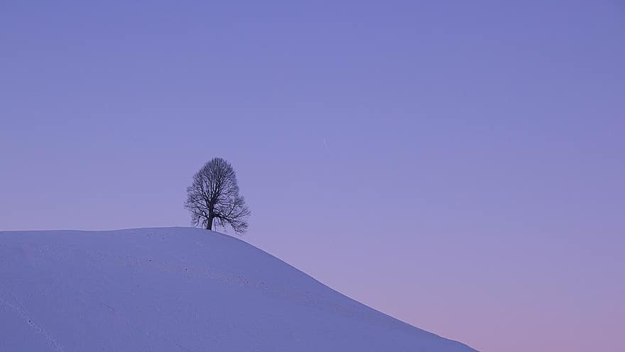 Tree, Snow, Hill, Landscape, Nature, winter, season, blue, rural scene, forest, frost