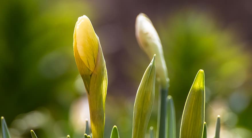 Daffodil, Buds, Flowers, Narcissus, Yellow Flowers, Yellow Buds, Easter Flowers, Plant, Bloom, Spring, Harbinger Of Spring