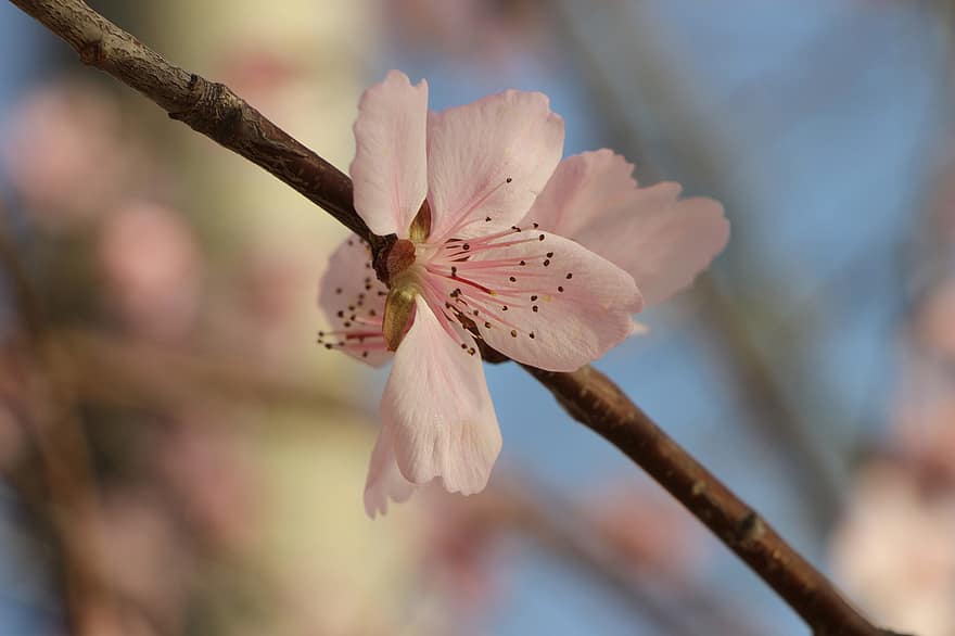 桃の花、花、咲く、工場、春、ピンクの花びら、フローラ、植物の、北京