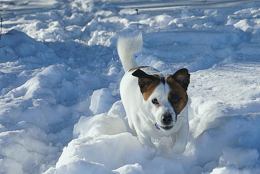 白犬、テリア、白髪、ブラウンスポット、走っている犬、雪、冬、動物たち、哺乳類、いいね、コールド