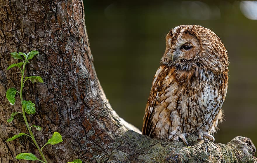 Tawny Owl, Owl, Tree, Perched, Raptor, Bird Of Prey, Feathers, Plumage, Ave, Avian, Ornithology