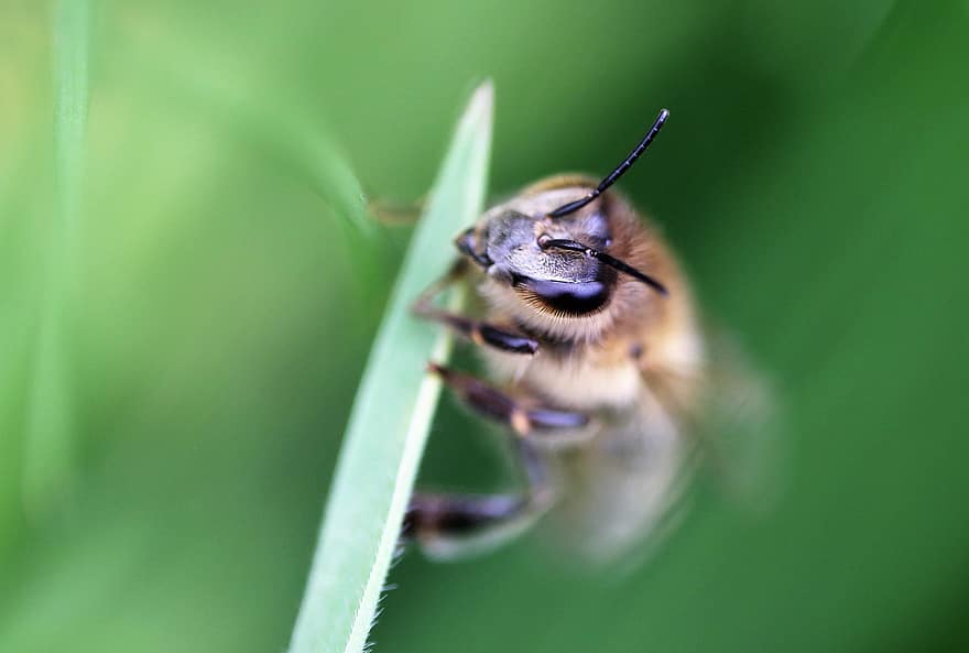 abeja, abejas, miel, insecto, insectos, cesta, Colmena, apicultura, alas, panal, polen