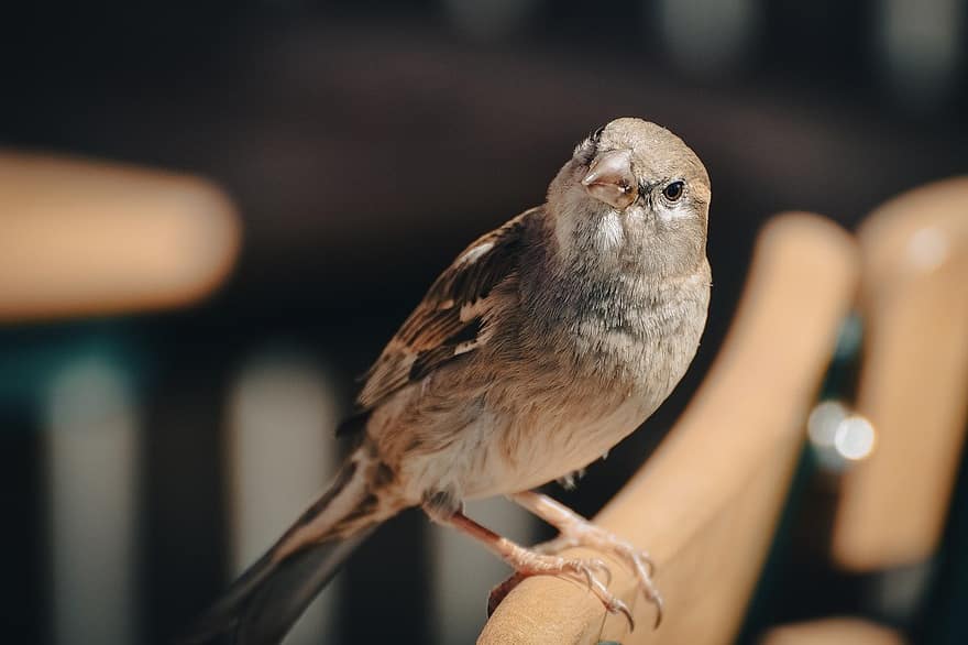 Bird, Sparrow, Italian Sparrow, Wildlife, Nature, Bird Watching, Close Up, Animal, Ornithology, Species, Fauna