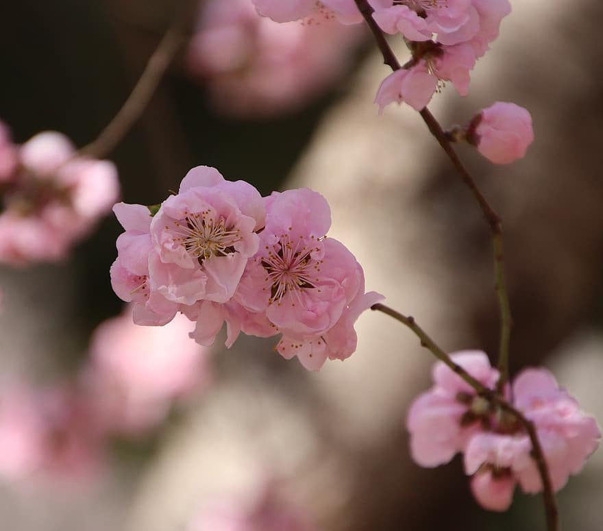 körsbärsblommor, sakura, rosa blommor, blommor, vår, flora, körsbärsträd, vårsäsong, blomma, närbild, rosa färg