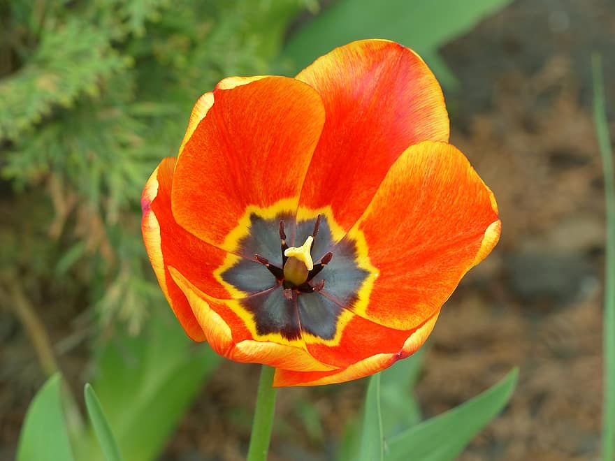 tulipán, květ, rostlina, oranžový Tulipán, okvětní lístky, tyčinek, flóra, jaro, Příroda, detail, letní