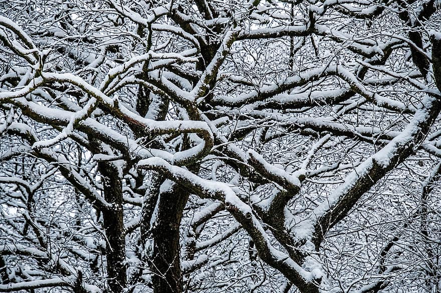 nieve, arboles, bosque, ramas, ramas de los árboles, invierno, naturaleza, bosques, bosque nevado, bosque de invierno, invernal