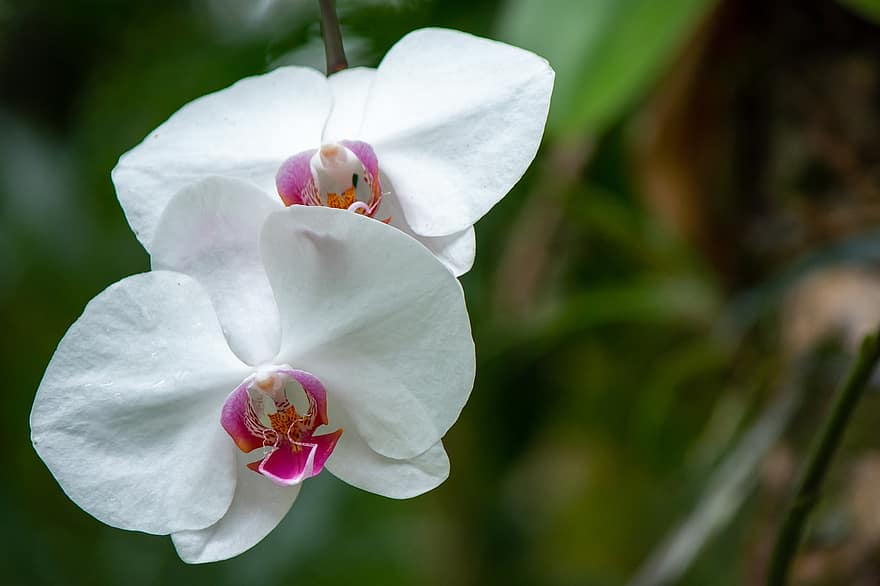 орхідеї, квіти, білі орхідеї, пелюстки, білі пелюстки, цвітіння, флора, природи