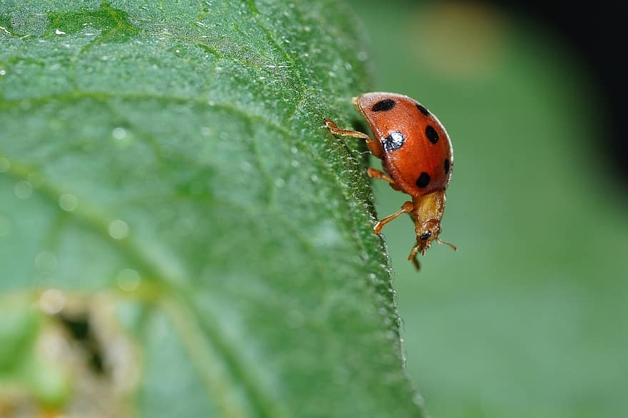 lady bug, insect, blad, fabriek, kever, fauna, natuur