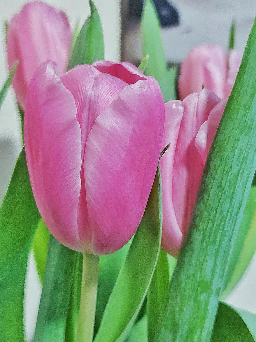 tulipanes, las flores, jardín, tulipanes rosa, pétalos, floración, flor, flora, plantas, planta, hoja