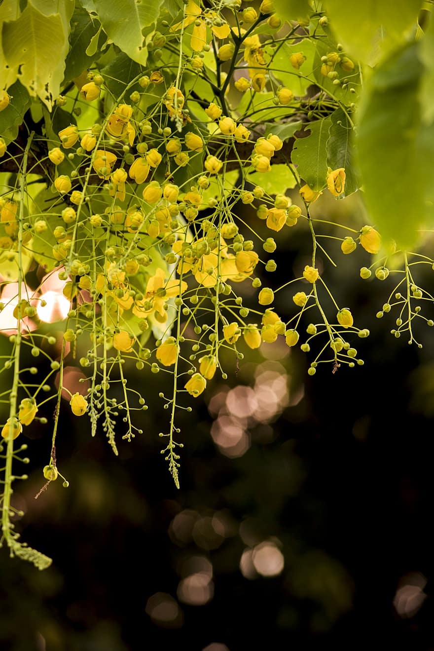 χρυσό δέντρο ντους, λουλούδια, φύση, μπουμπούκια, κίτρινα άνθη, άνθος, φυτό, καλοκαίρι, φύλλο, κλαδί, δέντρο