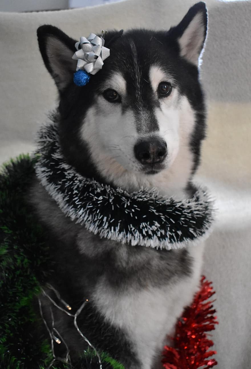 Pes, Vánoce, dekorace, chraplavý, domácí zvíře, portrét, zvíře, domácí pes, psí, savec, roztomilý