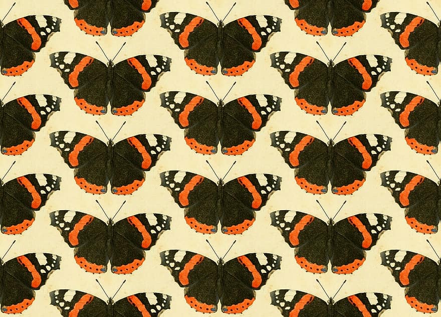 метелик, метелики, комахи, тварини