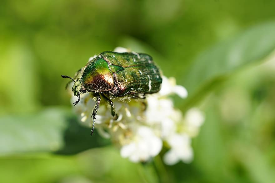 Insect, Beetle, Entomology, Macro, Species, Cetonia, Bug, close-up, green color, plant, summer