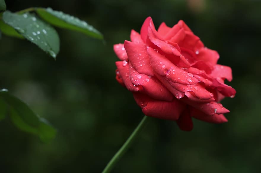 Rød fløyelsrose, regndråper, duggdråper, rød blomst, blomstre, blomstringen, anlegg, flora