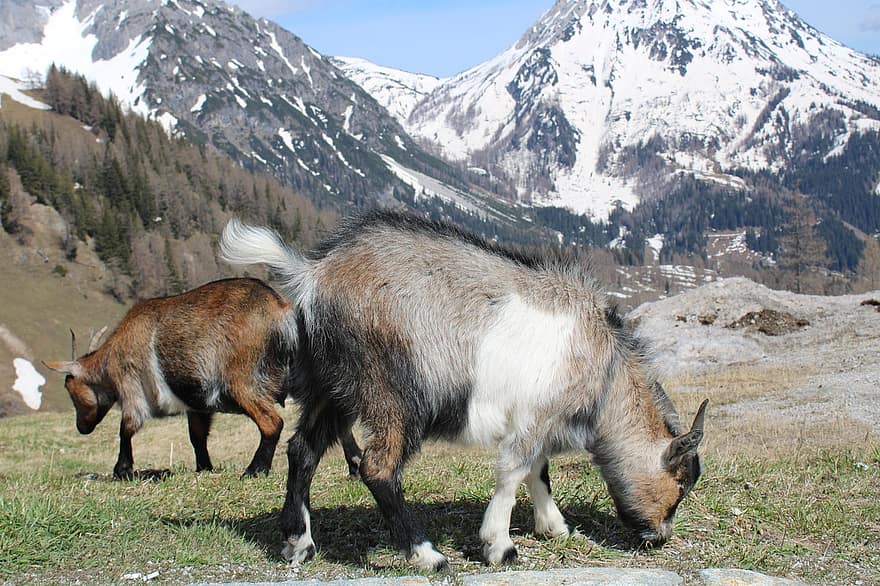 RAM, cabra, animales de montaña, montañas, paisaje, Dachstein, nieve, excursión, naturaleza, esquí, invierno