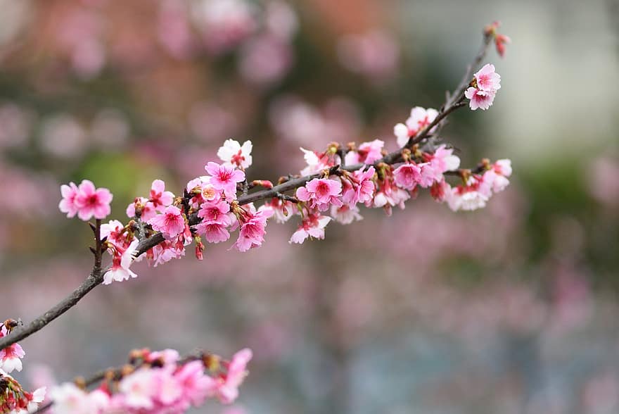 bloemen, sakura, cerasus campanulata, bloemblaadjes, tak, bloemknoppen, boom, flora, bloem, lente, detailopname