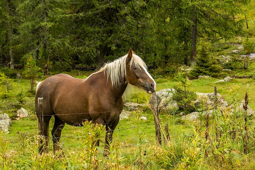 zirgs, dzīvnieku, zīdītāju, zirgu dzimtas dzīvnieki, ganības, raksturs, kalnu, mežs, zāli, lauku ainas, saimniecība